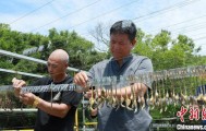 福建连江：1200万只海马历经8个月培育 迎来收获季