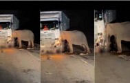 5岁小象凌晨被撞身亡，母象悲愤交加头抵卡车7小时守到天亮！
