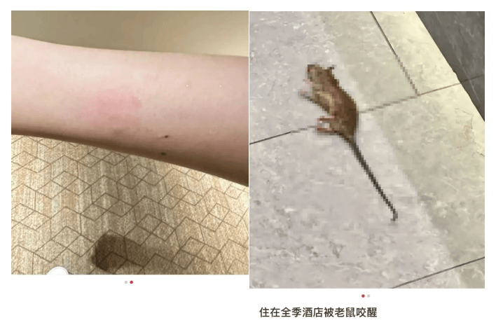 女子称入住全季酒店半夜被老鼠咬醒